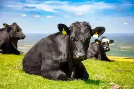 NZFAP+ Compliance for a Waikato Dairy Farm