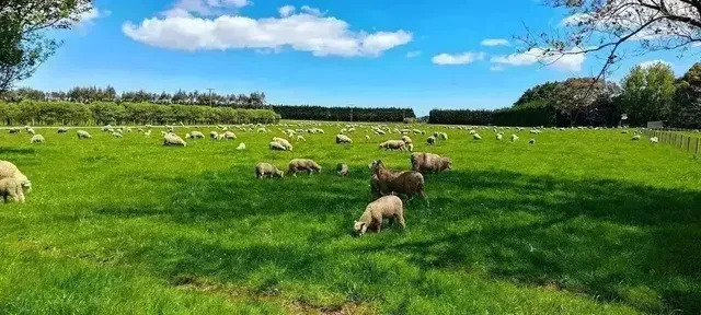 NZFAP+ in Plain English — and What It Asks You to Map